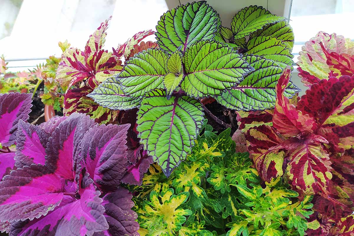 A close up horizontal image of different types of coleus growing in containers indoors.