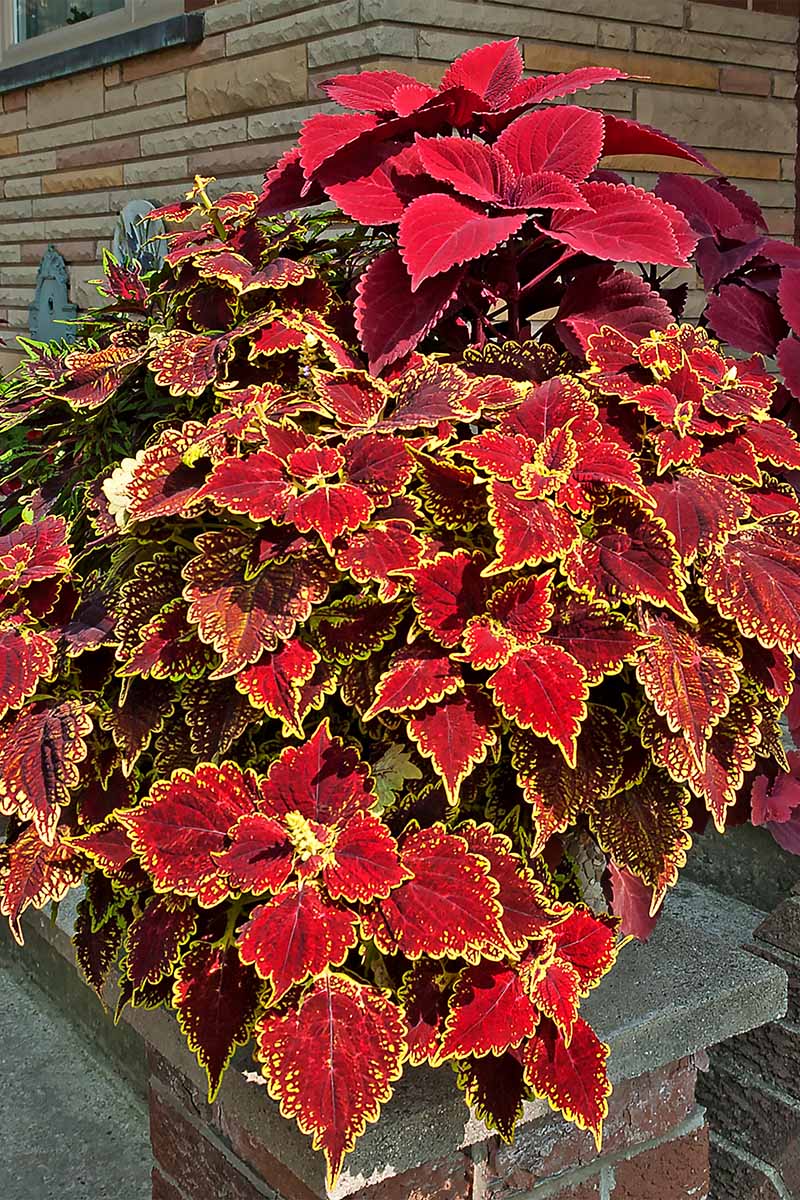 A close up vertical image of a large red and gold coleus growing in a pot outside a residence.