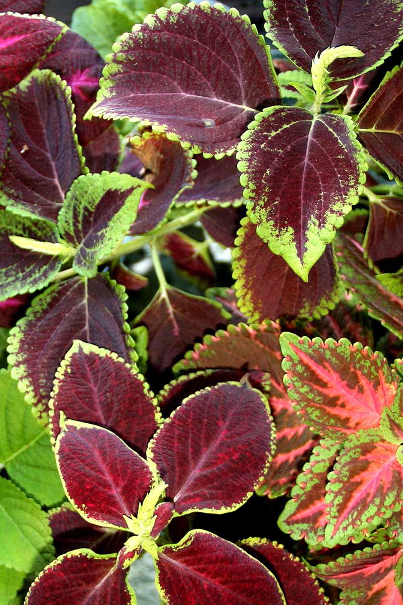 A close up vertical image of different types of coleus growing in containers.
