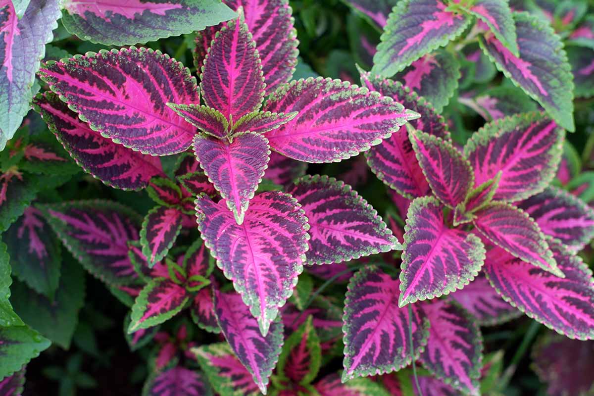 A close up horizontal image of the purple, pink, and green foliage of a coleus plant growing in a container.