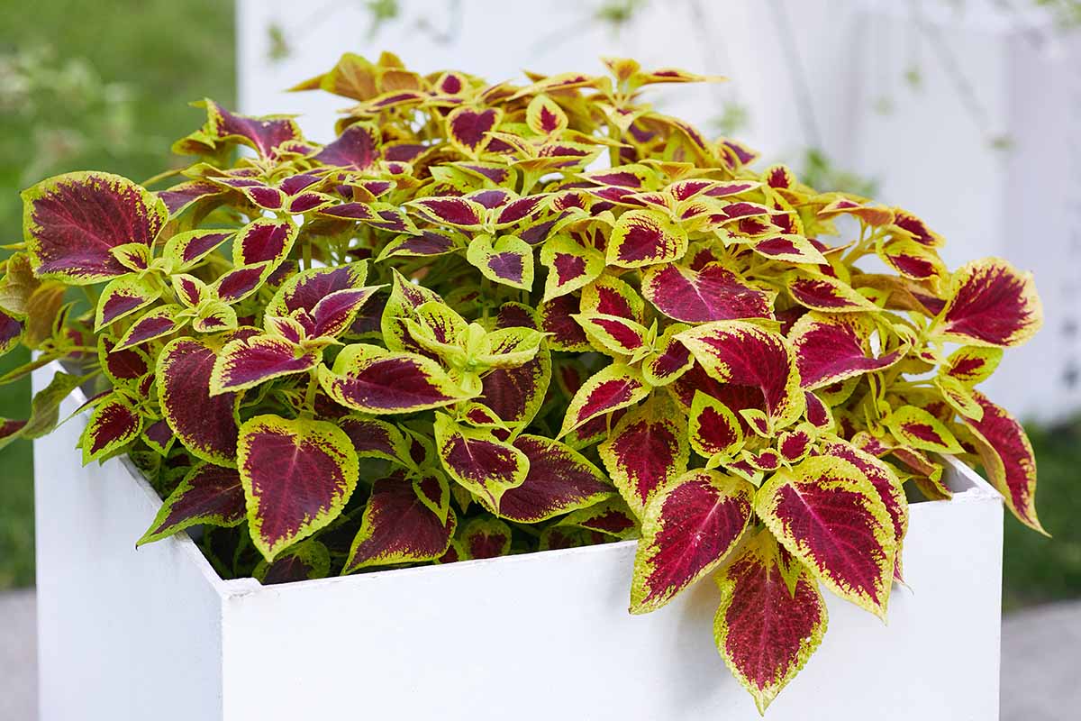 A close up horizontal image of a coleus plant with red and green foliage growing in a white square planter.