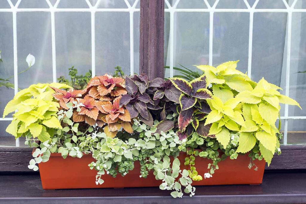 A close up horizontal image of coleus growing in a window box planter.
