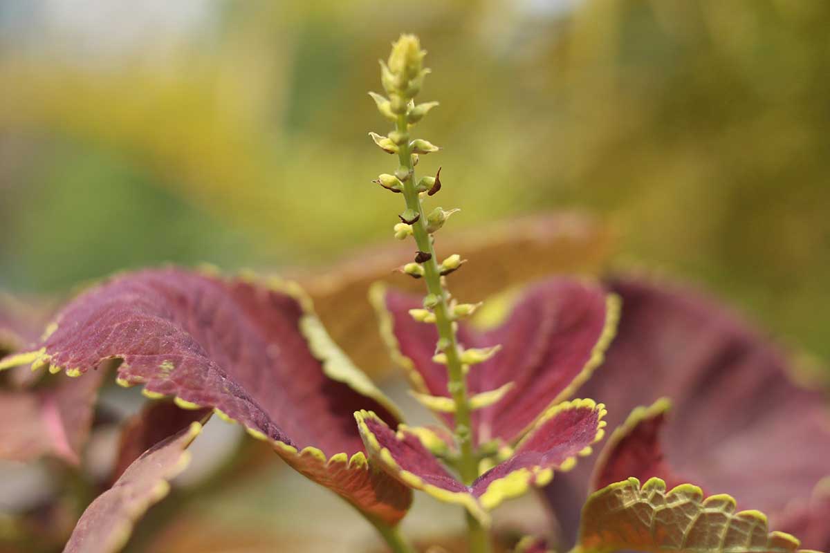 A close up horizontal image of a flower stalk on a coleus plant pictured on a soft focus background.