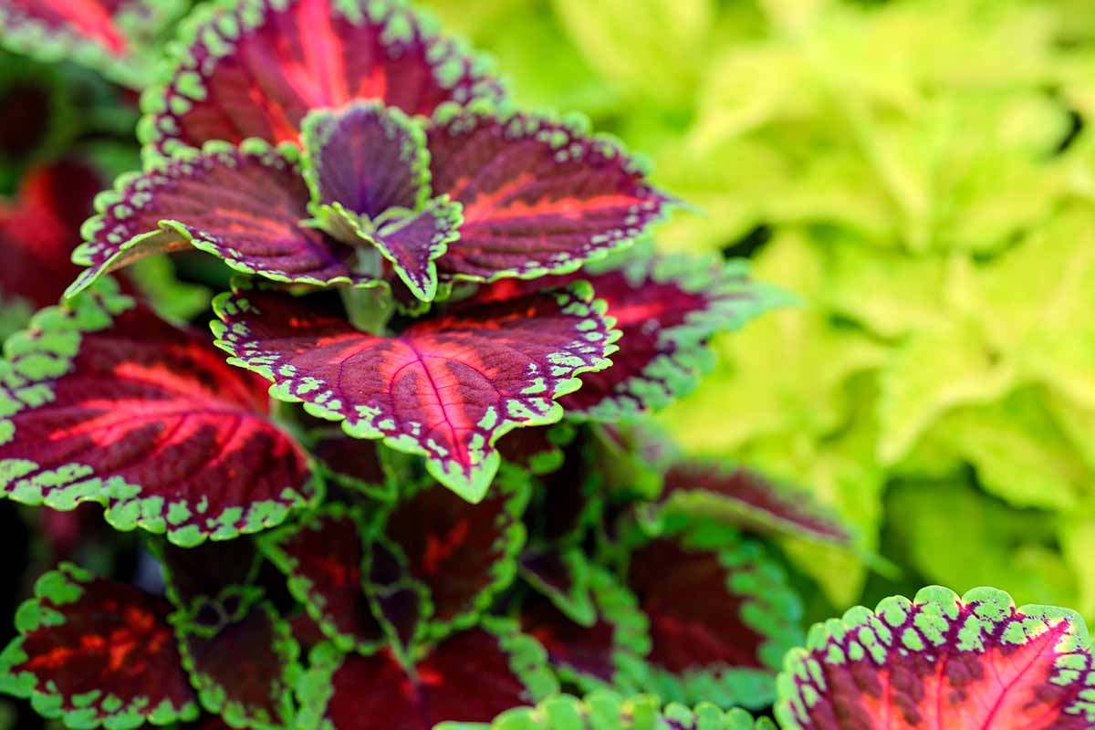 A close up horizontal image of a colorful coleus plant growing in the garden pictured on a soft focus background.