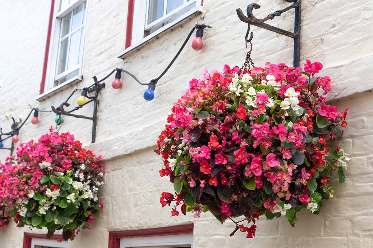 A horizontal image of wax begonias in large hanging baskets outside a pub.