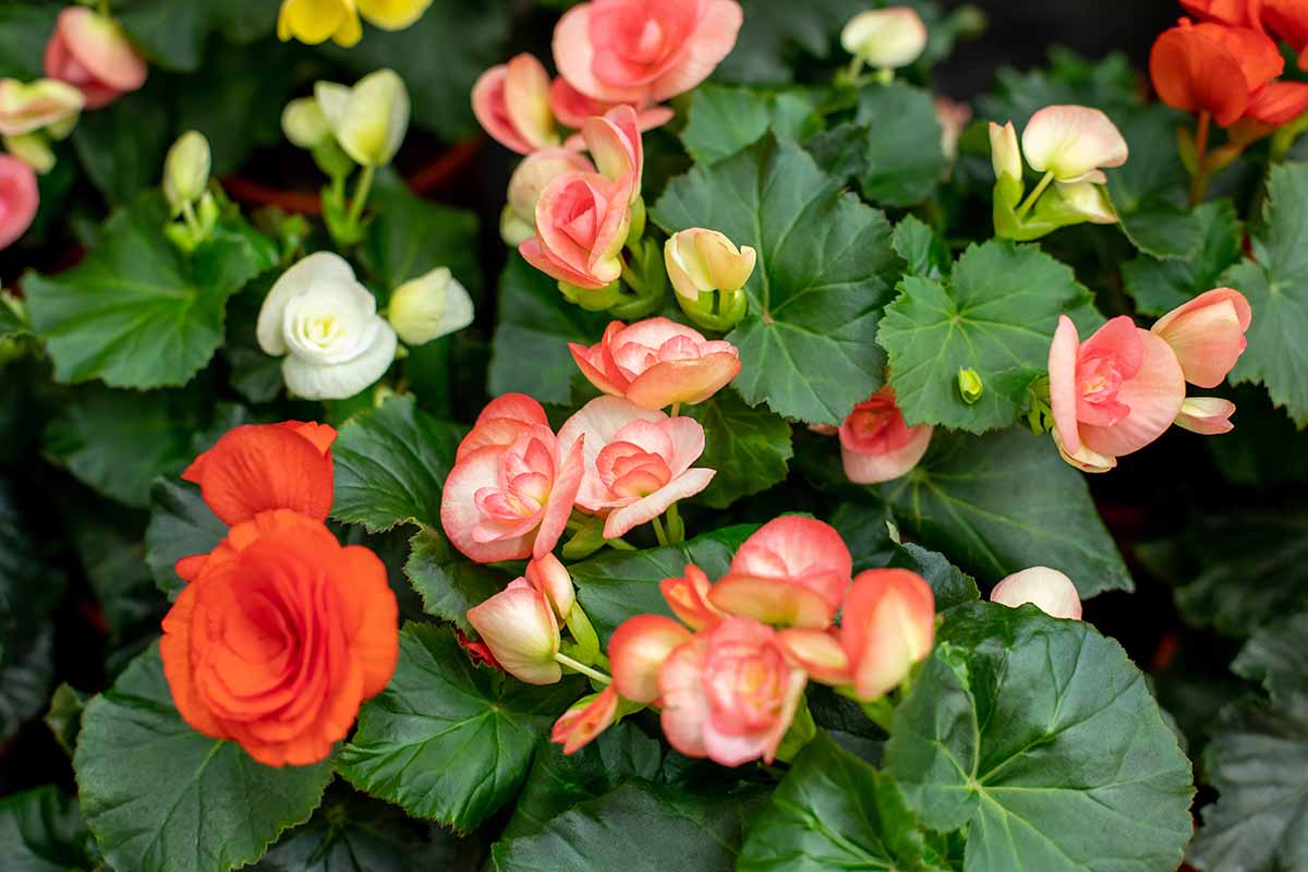 A close up horizontal image of colorful wax begonias growing in the garden, surrounded by foliage.