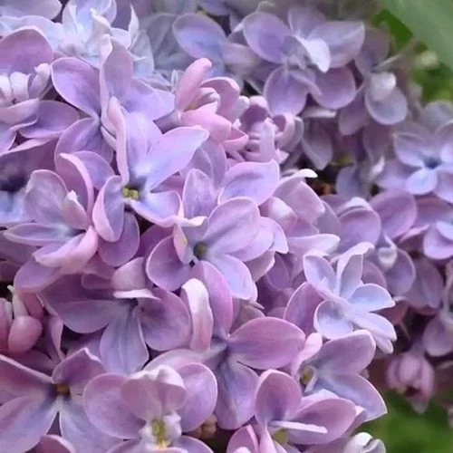 A close up square image of the light purple flowers of Syringa vulgaris.