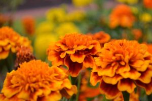 A close up horizontal image of orange marigolds growing in the garden pictured on a soft focus background.
