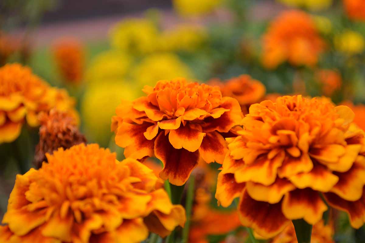 A close up horizontal image of orange marigolds growing in the garden pictured on a soft focus background.