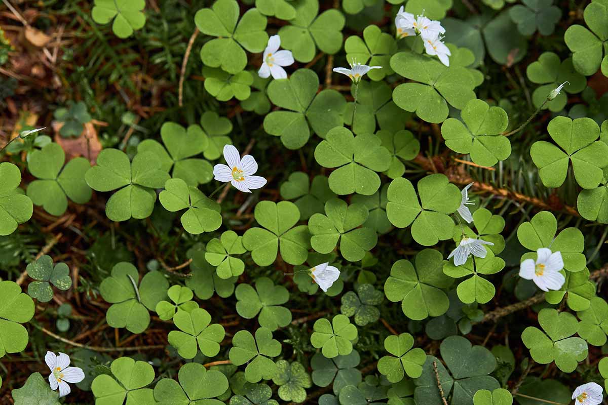 A close up horizontal image of common wood sorrel with white flowers growing as a ground cover.