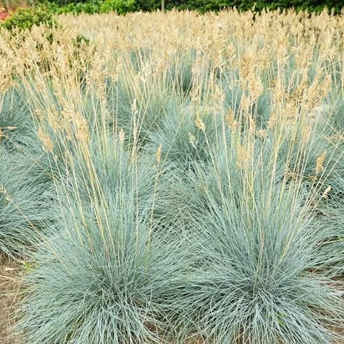 A square image of 'Cool as Ice' blue fescue grass, a perfect planting for a septic drainage field.
