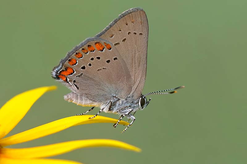 A close up horizontal image of a coral hairstreak butterfly pictured on a soft focus background.