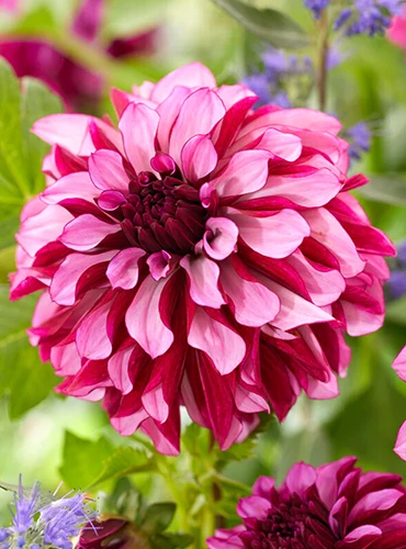 A close up of a 'Cranberry Classic' dahlia flower pictured on a soft focus background.