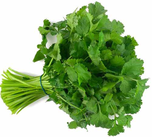 A close up of a bunch of freshly harvested 'Cruiser' cilantro leaves isolated on a white background.