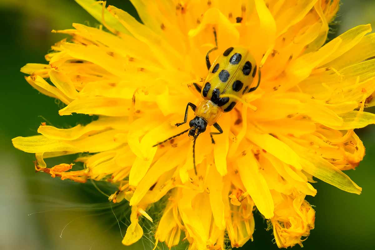 A close up horizontal image of a cucumber beetle infesting a yellow flower, pictured on a soft focus green background.
