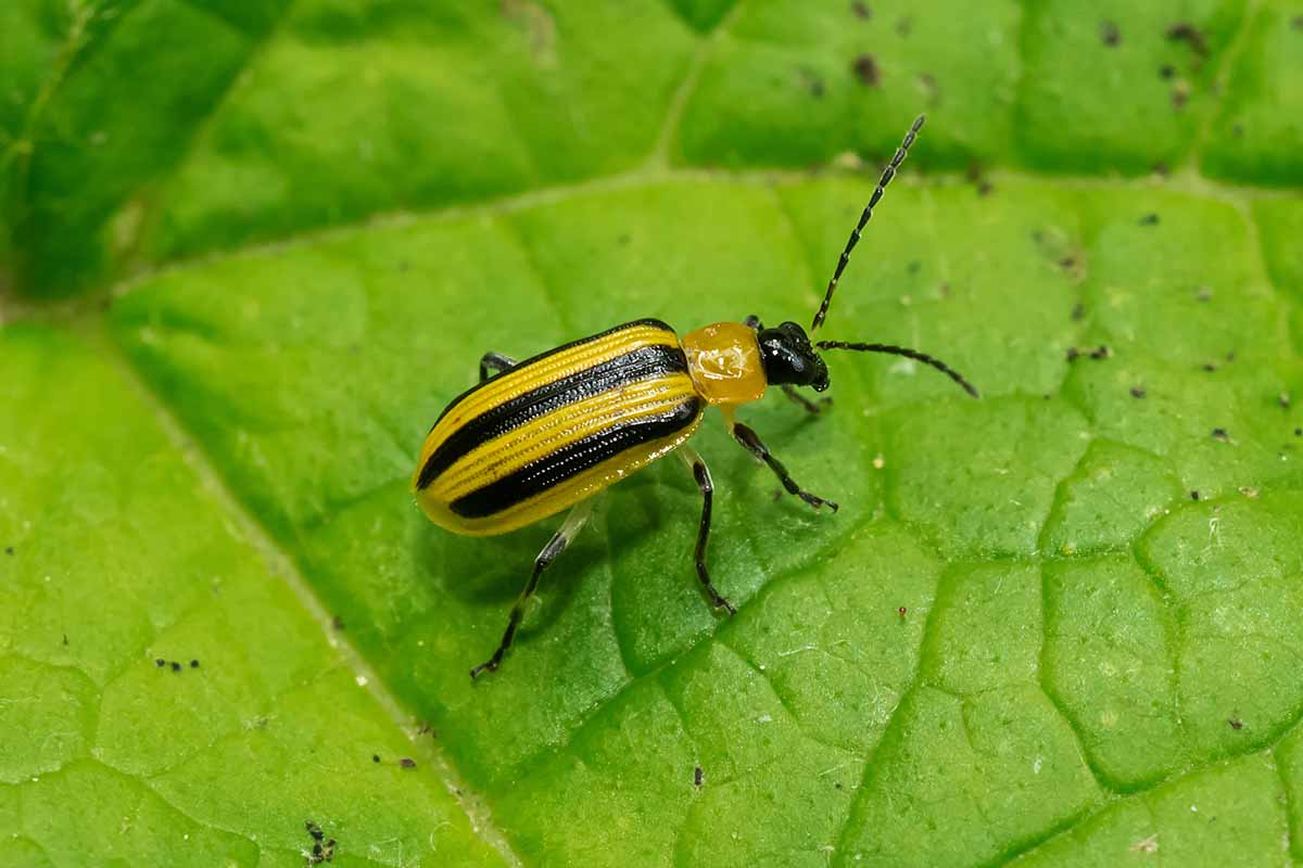 A close up horizontal image of a yellow and black striped bug on a green leaf.