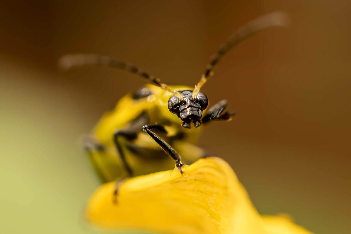 A close up horizontal image of a cucumber beetle on a yellow flower staring straight at the camera, pictured on a soft focus background.