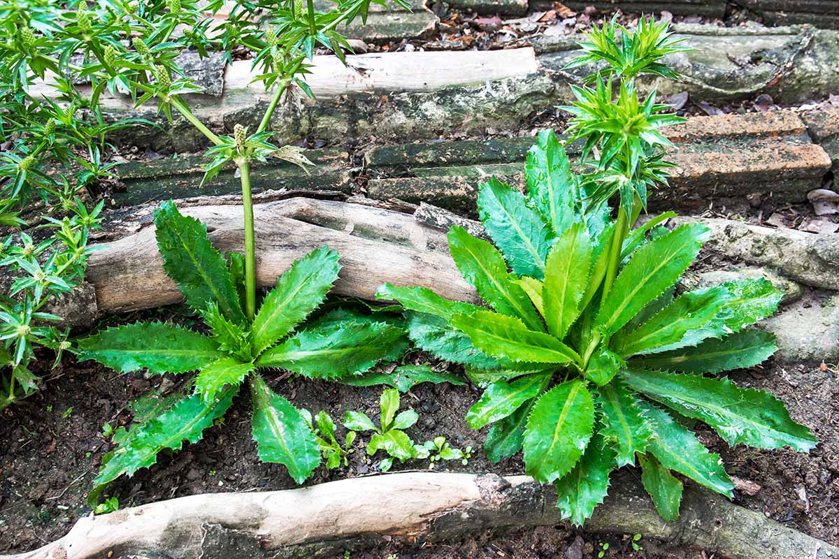 A horizontal image of small culantro plants growing in a garden border.