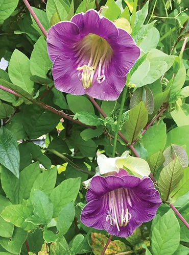 A close up of the light purple flowers of a cup and saucer vine with light green foliage in the background.