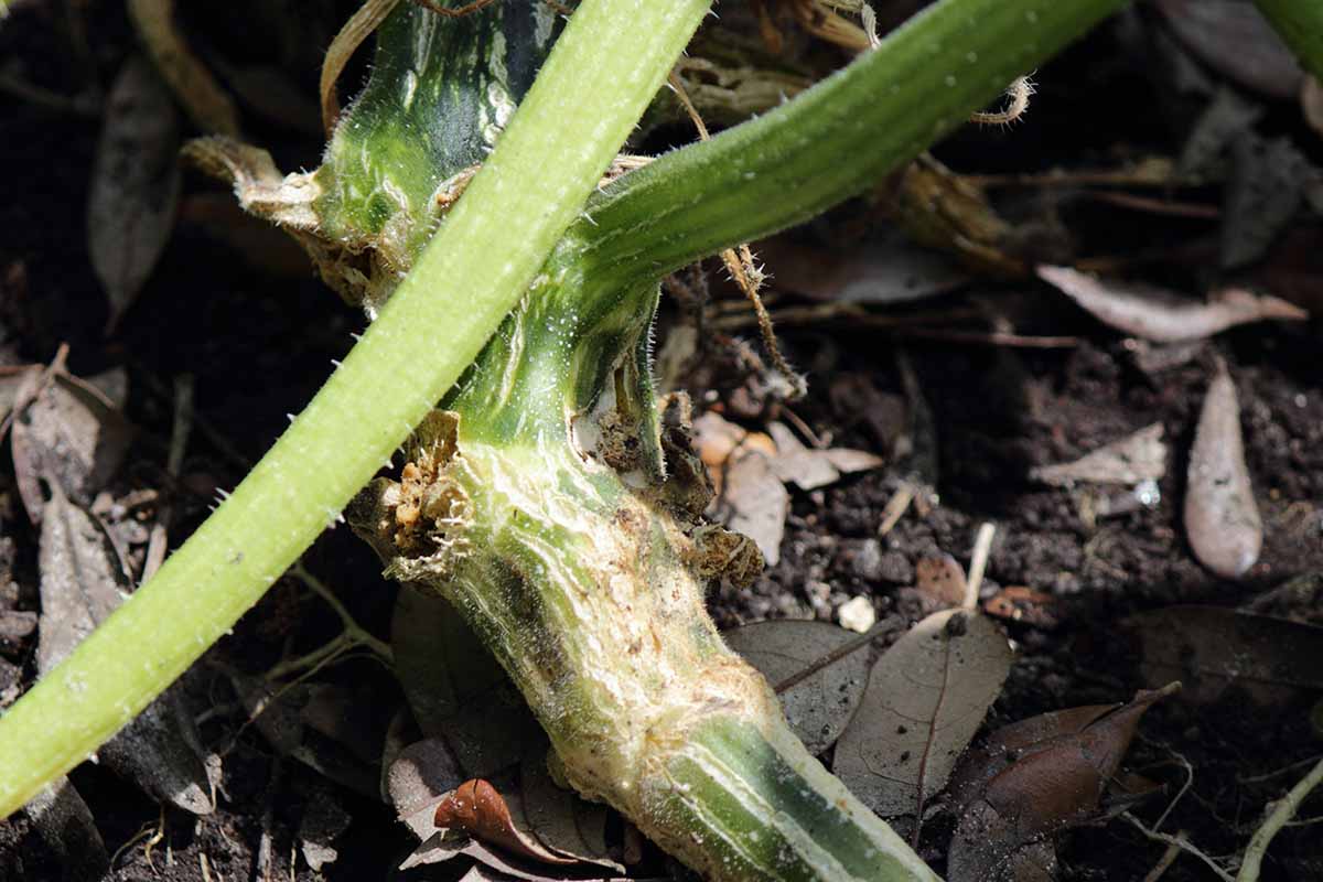 A close up horizontal image of a zucchini plant stem damaged by squash vine borers.