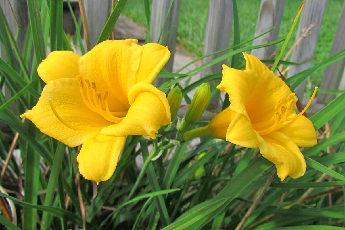 A close up of a 'Stella d'Oro' daylily growing in the garden with bright yellow flowers and a wooden fence in soft focus in the background.