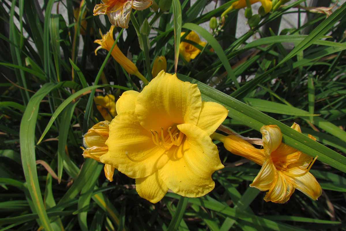 A close up of a yellow daylily flower growing in the garden, surrounded by foliage in light sunshine.