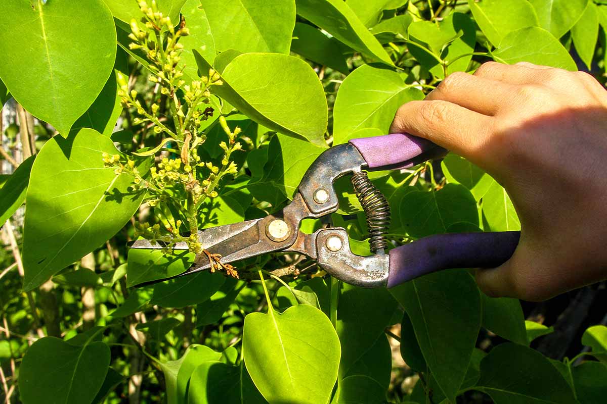 A close up horizontal image of a hand from the right of the frame pruning a shrub in the garden.