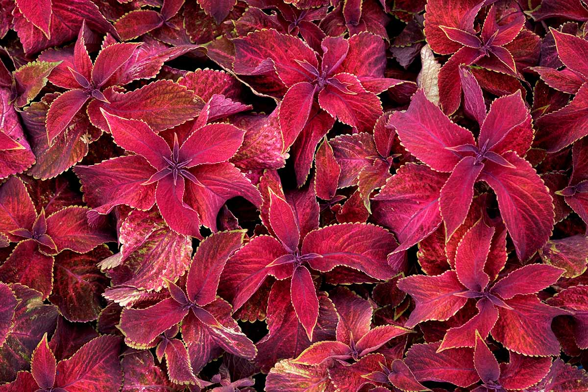 A close up horizontal image of red coleus plants growing in the garden.