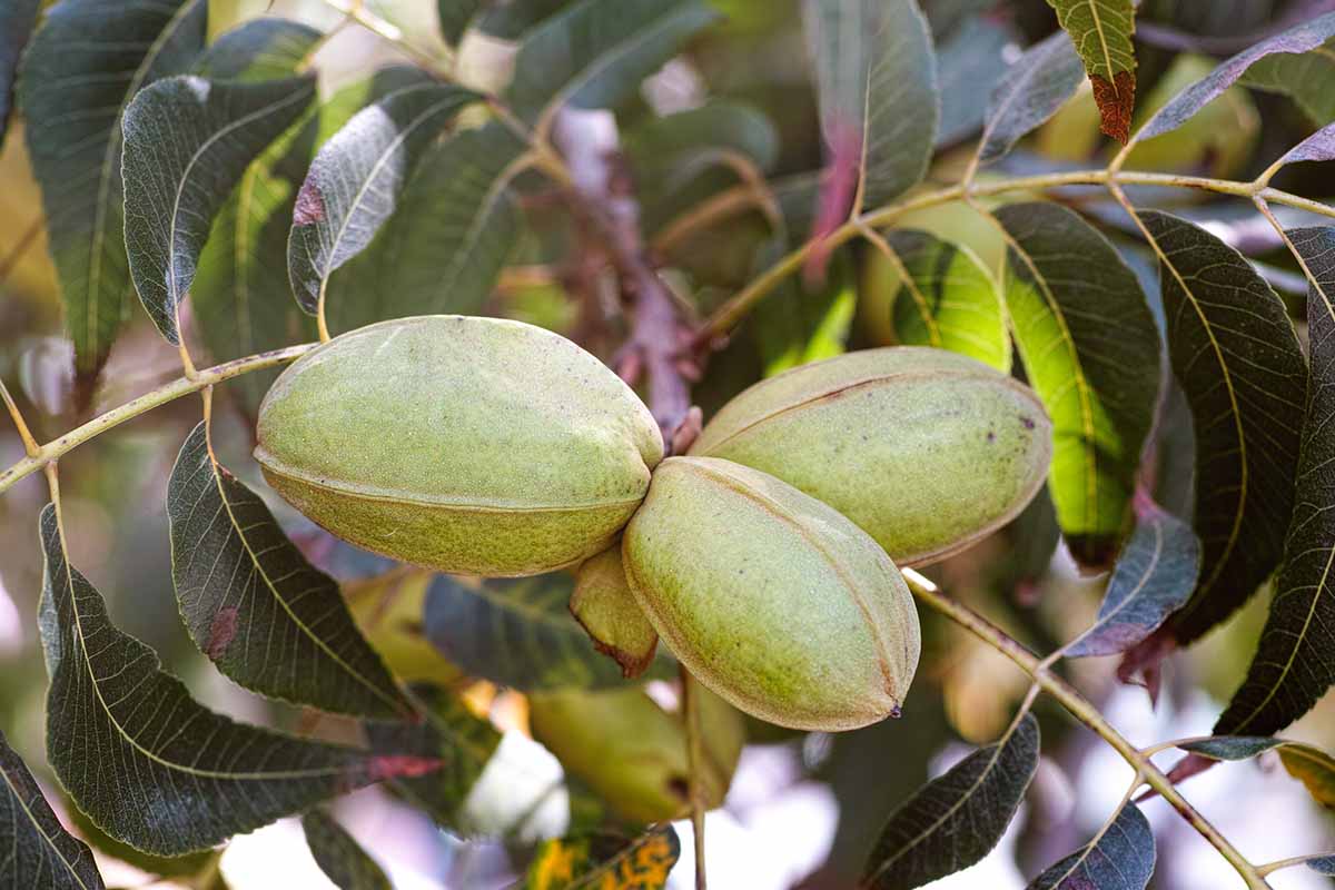A close up horizontal image of pecan nuts ripening on the tree with foliage in soft focus in the background.
