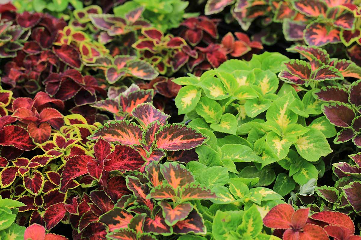 A close up horizontal image of different types of coleus growing in small pots.