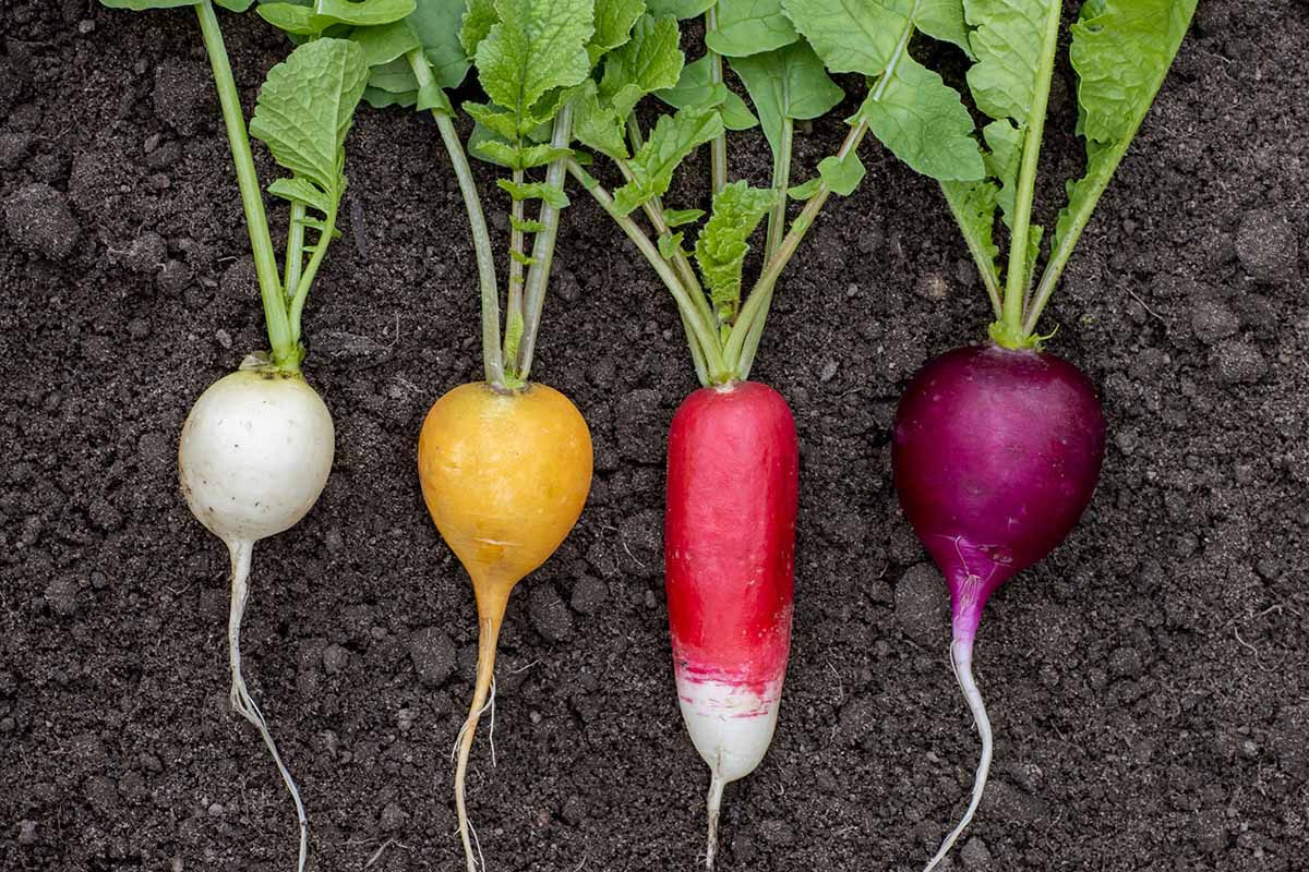 A close up horizontal image of four different types of radishes set on the surface of the soil.