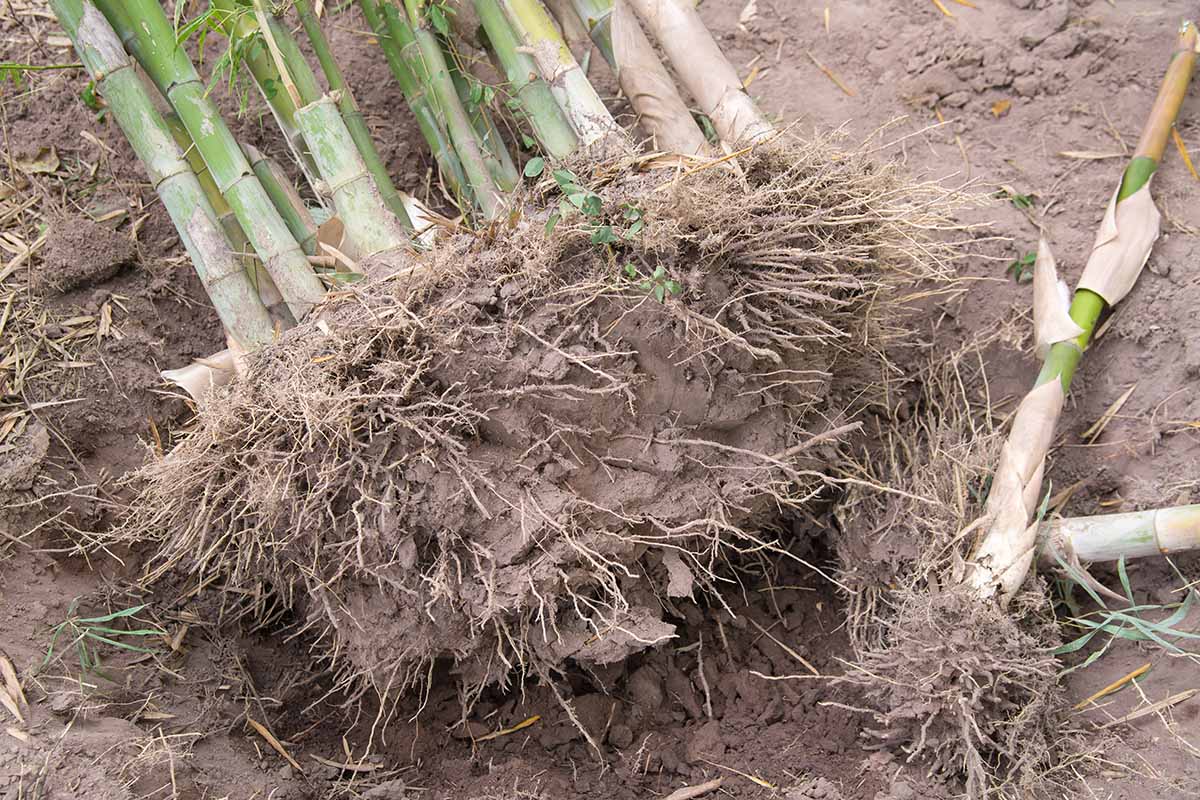 A close up horizontal image of a clump of bamboo dug out of the ground and set on the surface of the soil.