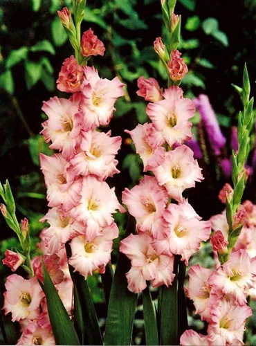 A vertical image of 'Dolce Vita' gladiolus growing in a garden border.