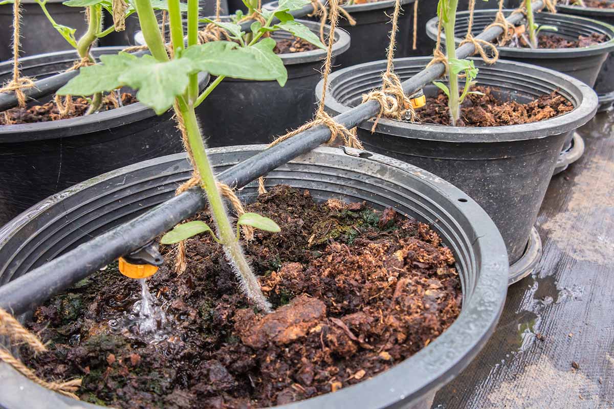 A close up horizontal image of drip irrigation system set up over a row of containers.