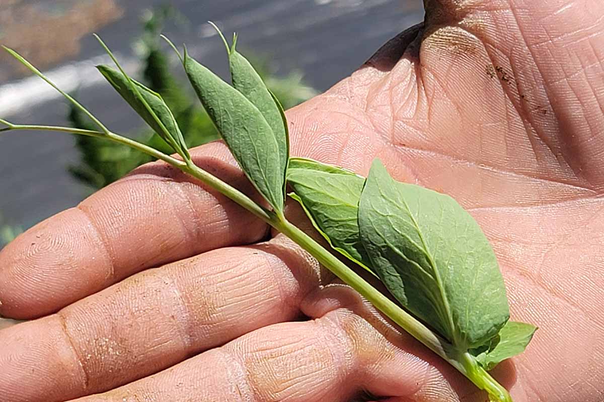 A close up horizontal image of an open palm holding a freshly harvested pea shoot.