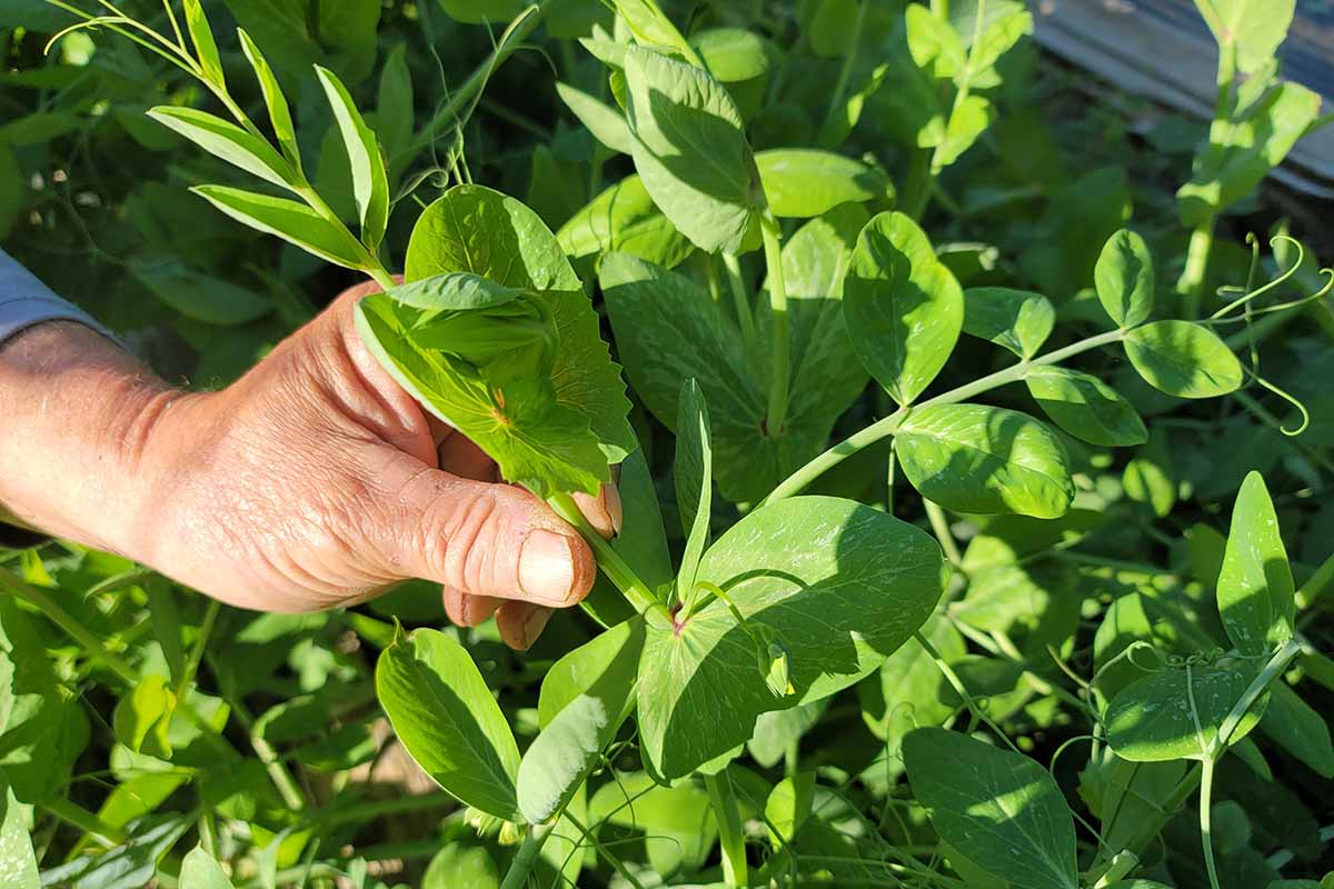 A horizontal image of a hand from the left of the frame checking 'Dwarf Grey' snow pea plants growing in a raised bed.