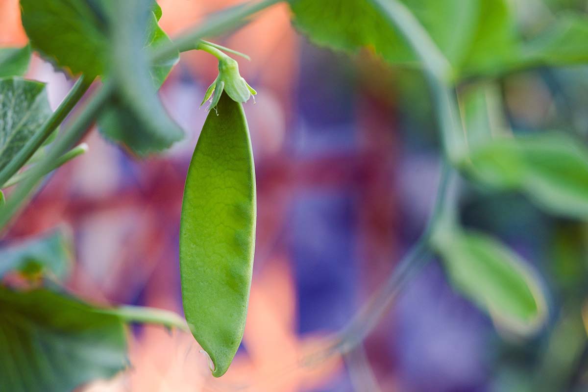 A close up horizontal image of a single 'Dwarf Grey' snow pea pictured on a soft focus background.