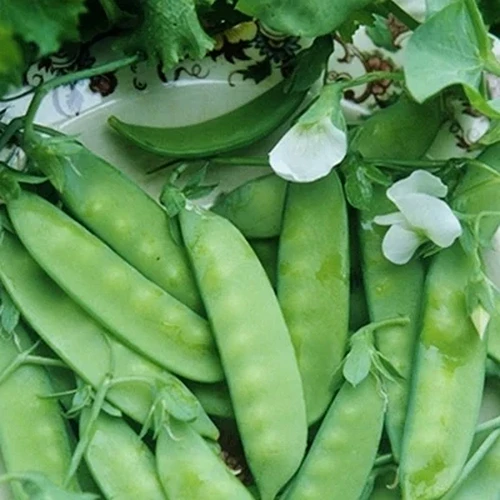 A close up square image of 'Dwarf Grey' snow peas, freshly harvested on a white plate.
