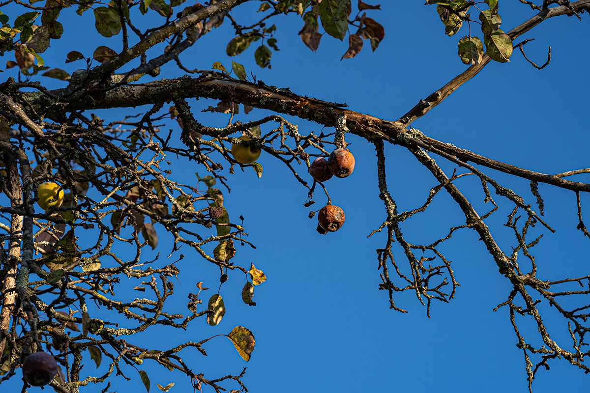 A horizontal image of rotten fruit on a dying apple tree pictured on a deep blue sky background.