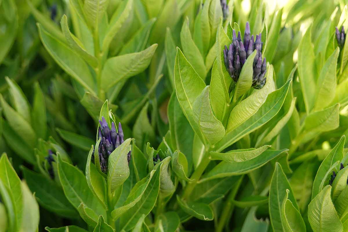 A close up horizontal image of Eastern blue star (Amsonia tabernaemontana) growing in the garden.