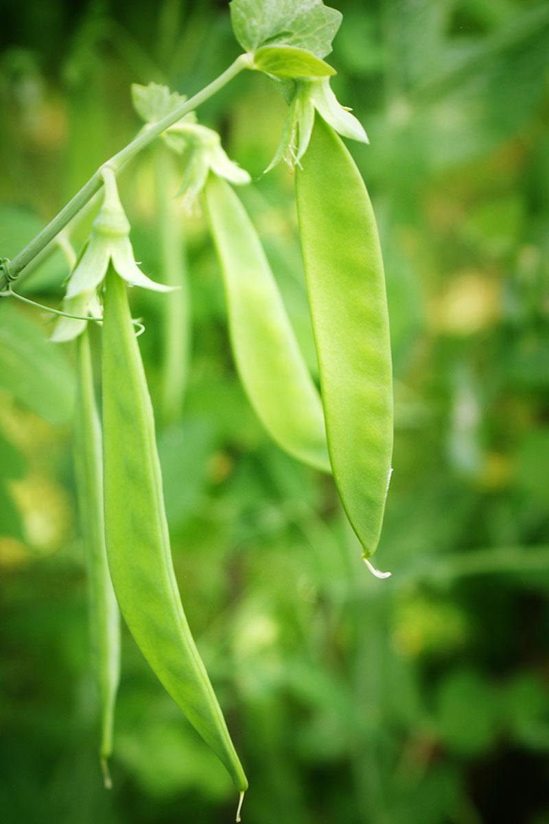 A close up vertical image of snow peas growing in the garden, ready for harvest, pictured on a soft focus background.