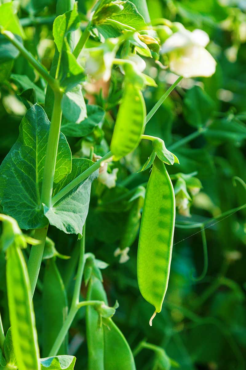 A close up vertical image of Pisum sativum plants growing in the garden pictured in light sunshine on a soft focus background.