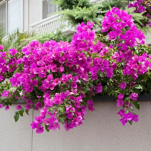 A square image of pink bougainvillea spilling over the side of a wall outside a residence.