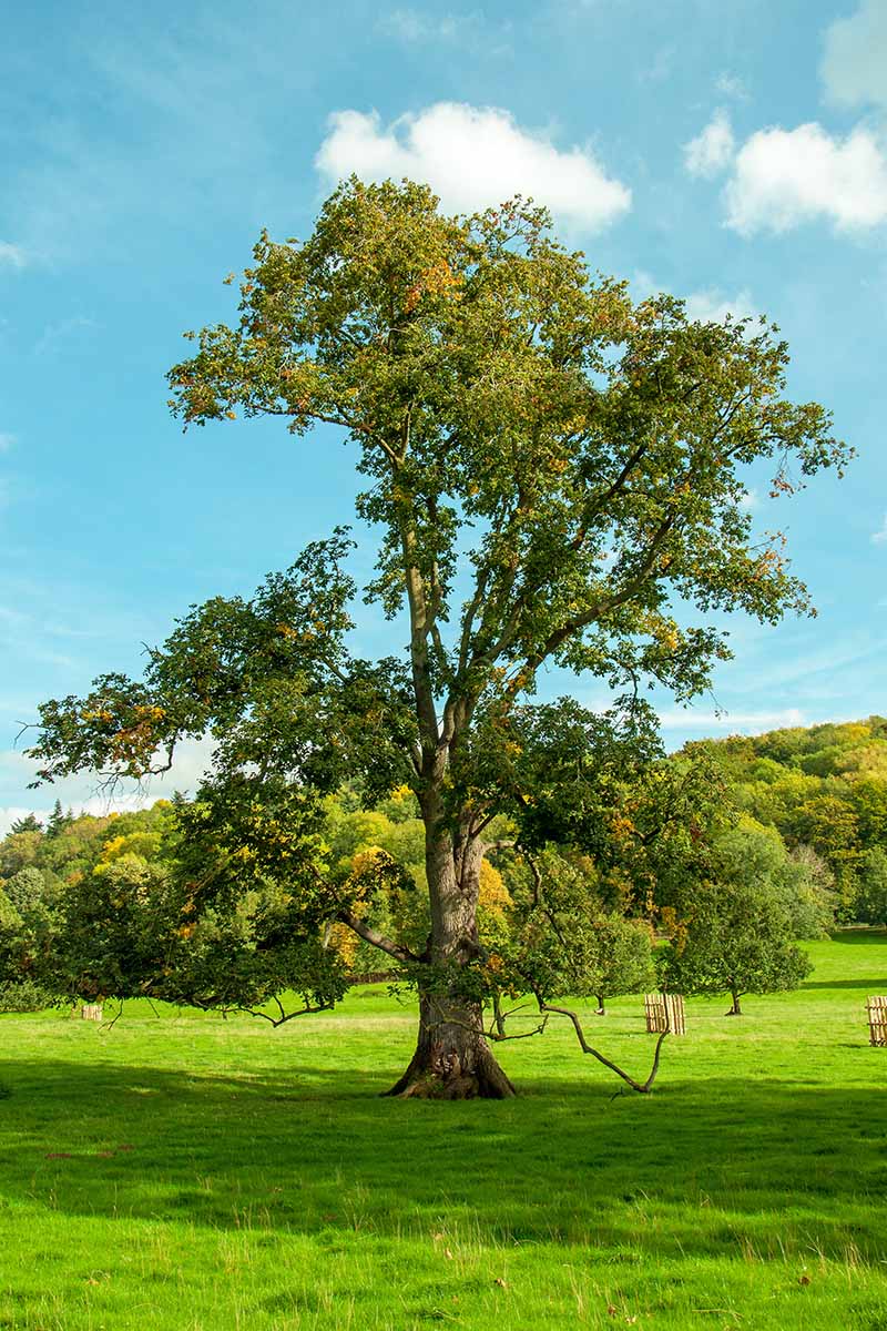A vertical image of a large mature elm tree growing in a field pictured on a blue sky background.