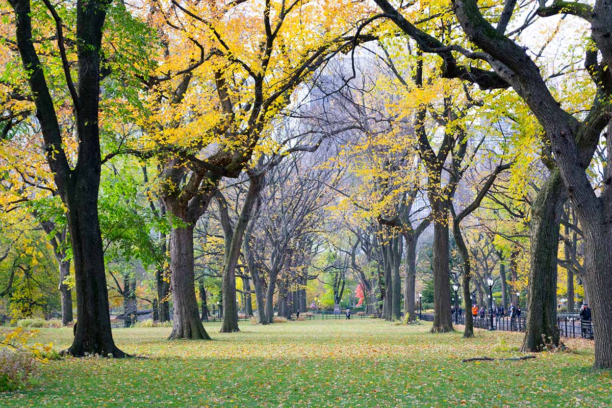 A horizontal image of a row of Ulmus trees growing in a park.