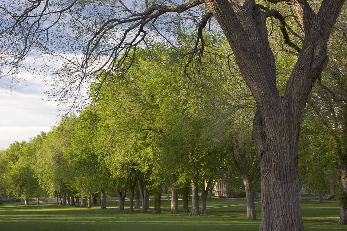 A horizontal image of a row of American elm trees at a college campus.
