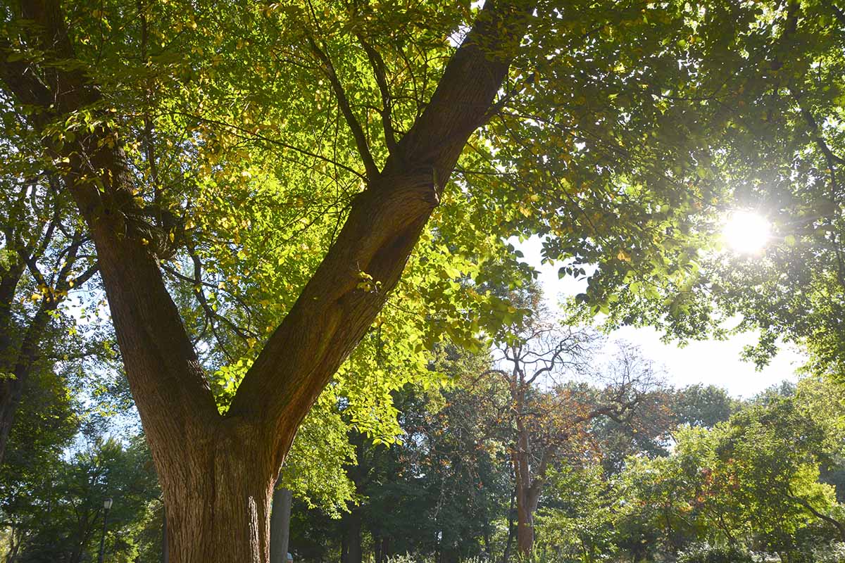 A horizontal image of the sun shining through the canopy of a large landscape tree.