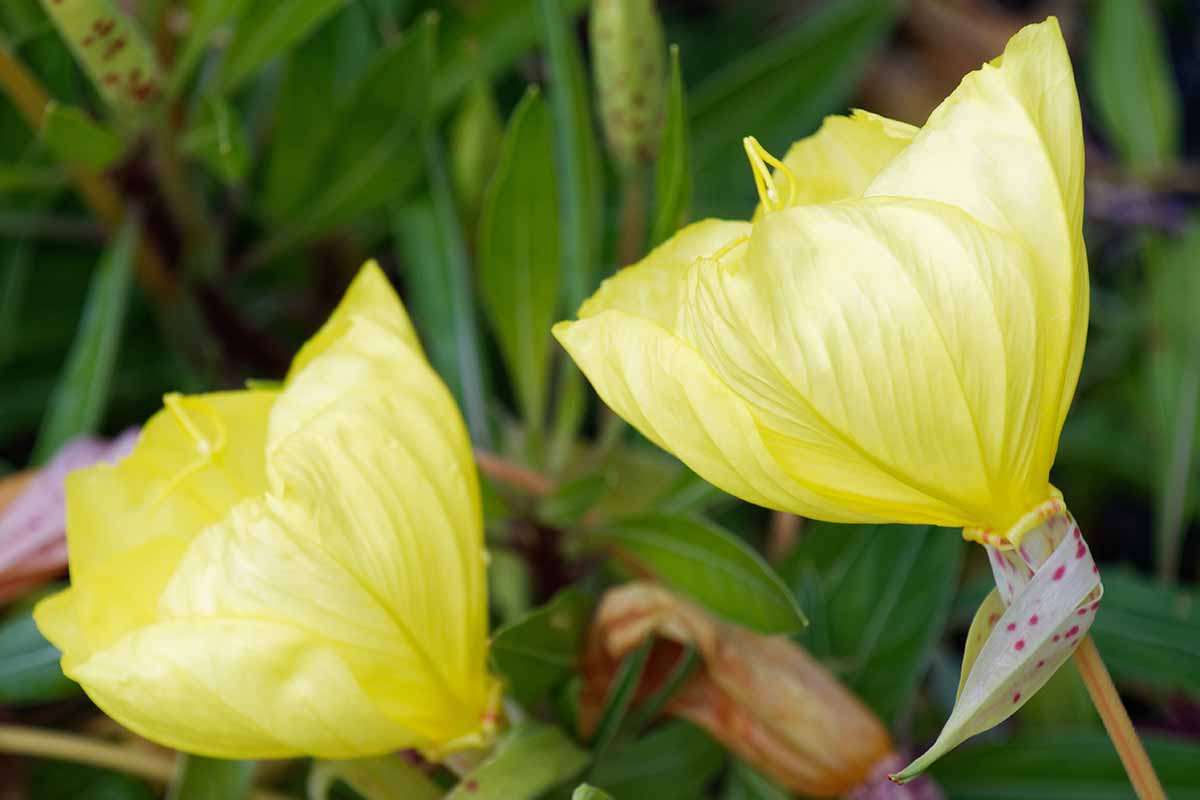 A close up horizontal image of Missouri evening primrose flowers pictured on a soft focus background.
