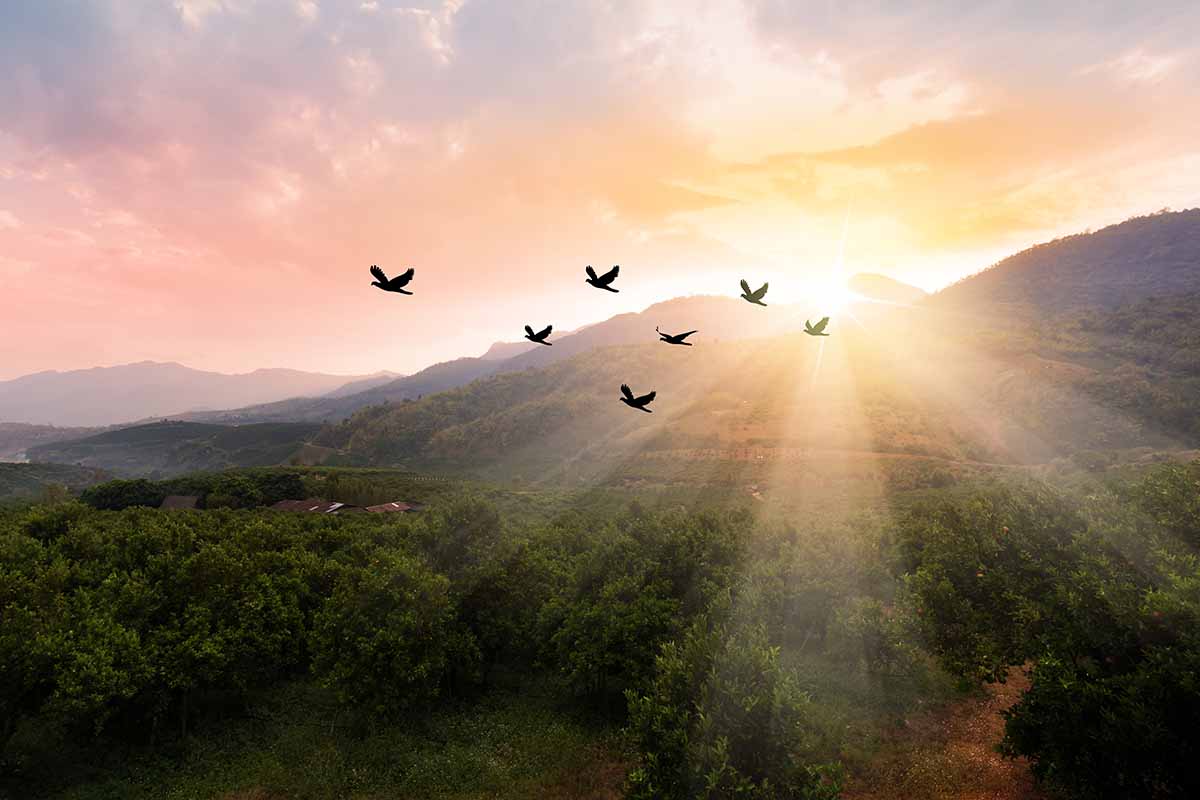 A horizontal image of a flock of birds flying over an orchard in evening sunshine.