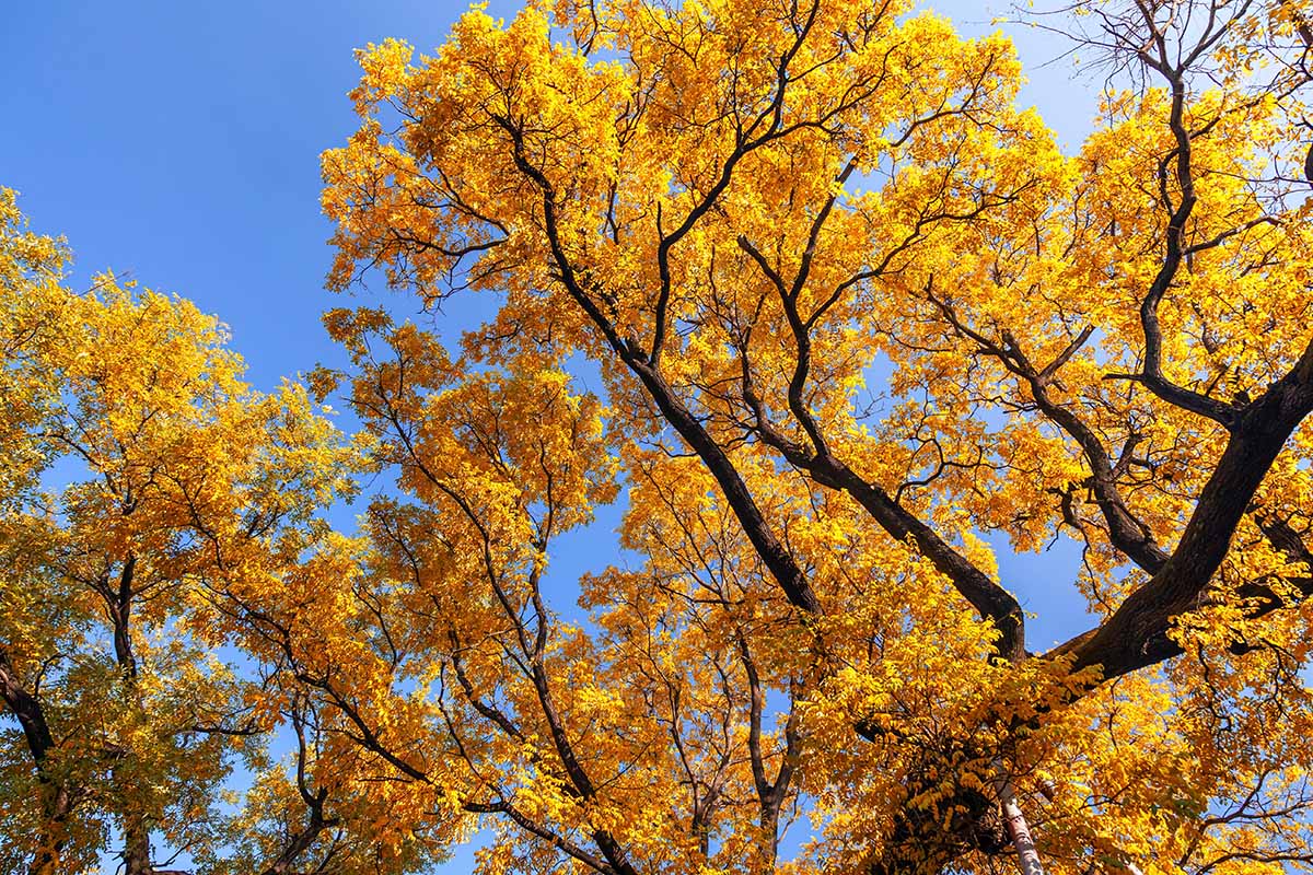 A close up horizontal image of the yellow fall foliage of a Ginkgo biloba tree pictured on a blue sky background.